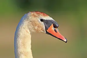 Dombes: 80190494 Mute Swan - adult Dombes, Ain, France