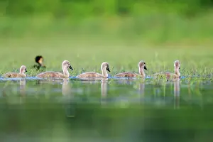 Cygnets: 80190495 Mute Swan - young / cygnets Dombes, Ain