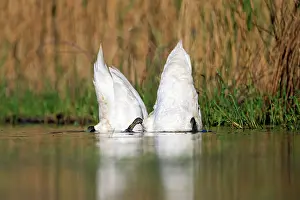 Upended: 80190496 Mute Swan - adults upended feeding underwater