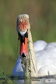 Dombes: 80190497 Mute Swan - adult Dombes, Ain, France