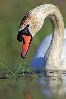 Dombes: 80190498 Mute Swan - adult Dombes, Ain, France