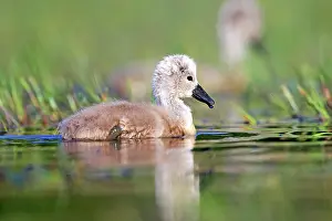 Cygnets: 80190499 Mute Swan - young / cygnets Dombes, Ain