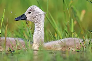 Cygnets: 80190500 Mute Swan - young / cygnets Dombes, Ain