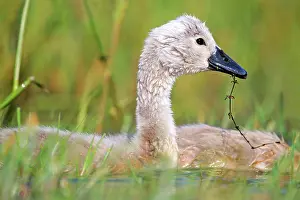 Cygnets: 80190502 Mute Swan - young / cygnets Dombes, Ain