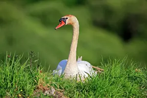 Dombes: 80190505 Mute Swan - adult Dombes, Ain, France