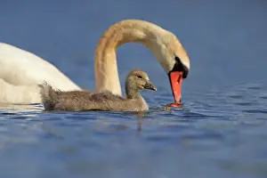 Dombes: 80190506 Mute Swan - adult with young Dombes, Ain