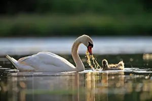 Dombes: 80190507 Mute Swan - adult with young Dombes, Ain