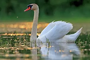 Dombes: 80190508 Mute Swan - adult Dombes, Ain, France