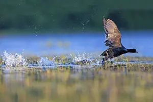 Coot: 80190509 Eurasian Coot - adult male fighting in