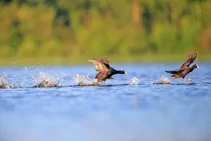 Coot: 80190510 Eurasian Coot - adult male fighting in