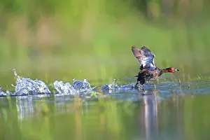Coot: 80190511 Eurasian Coot - adult male fighting in