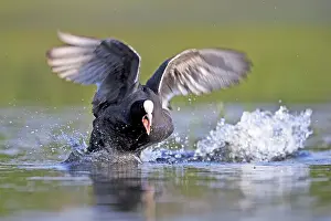 Coot: 80190512 Eurasian Coot - adult male fighting in