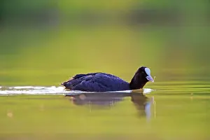 Dombes: 80190513 Eurasian Coot - adult male Dombes, Ain