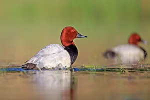 Dombes: 80190514 Pochard - adult male Dombes, Ain, France