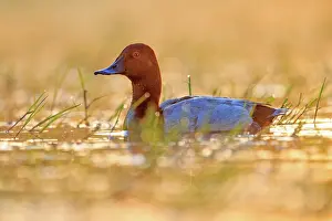 Dombes: 80190515 Pochard - adult male Dombes, Ain, France