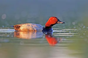Dombes: 80190516 Pochard - adult male Dombes, Ain, France
