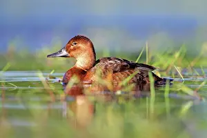 Dombes: 80190517 Pochard - adult female Dombes, Ain, France