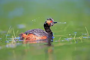 Necked: 80190518 Black-necked Grebe - adult Dombes, Ain