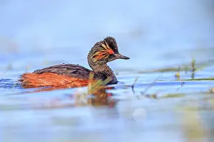 Necked: 80190519 Black-necked Grebe - adult Dombes, Ain