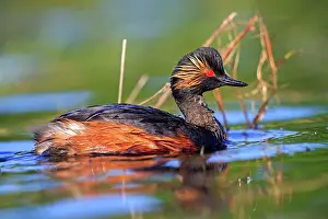 Necked: 80190520 Black-necked Grebe - adult Dombes, Ain