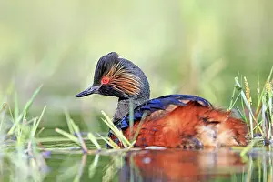 Necked: 80190521 Black-necked Grebe - adult Dombes, Ain