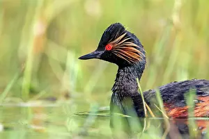 Necked: 80190522 Black-necked Grebe - adult Dombes, Ain