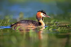 Dombes: 80190524 Great Crested Grebe - adult Dombes, Ain