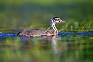 Dombes: 80190525 Great Crested Grebe - young Dombes, Ain