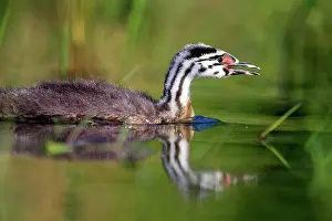 Dombes: 80190526 Great Crested Grebe - young Dombes, Ain