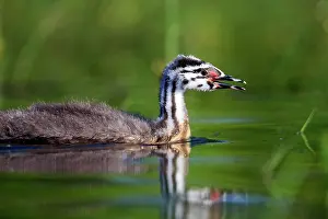 Dombes: 80190527 Great Crested Grebe - young Dombes, Ain