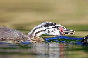 Dombes: 80190528 Great Crested Grebe - young Dombes, Ain