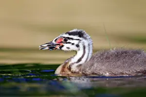 Dombes: 80190530 Great Crested Grebe - young Dombes, Ain