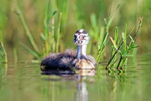 Dombes: 80190531 Great Crested Grebe - young Dombes, Ain