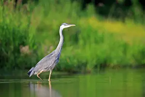 Dombes: 80190532 Grey Heron - adult fishing Dombes, Ain