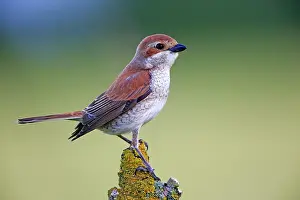 Shrike: 80190533 Red-backed Shrike - adult female Dombes