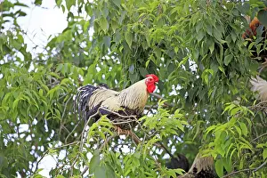 Chickens: 80190534 Chickens - Cock in the tree Montsonis