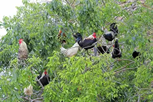 Chickens: 80190535 Chickens - Cock in the tree Montsonis