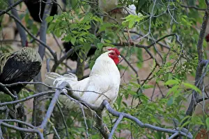 Chickens: 80190537 Chickens - Cock in the tree Montsonis