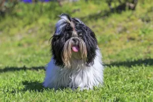 Aveyron: 80190539 Dog - Shih Tzu Pradinas, Aveyron, France