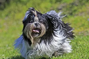 Aveyron: 80190540 Dog - Shih Tzu Pradinas, Aveyron, France