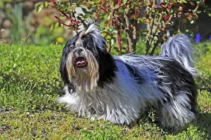 Aveyron: 80190541 Dog - Shih Tzu Pradinas, Aveyron, France