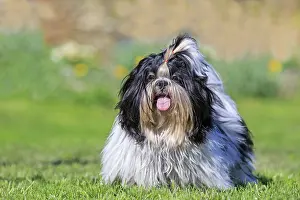 Aveyron: 80190542 Dog - Shih Tzu Pradinas, Aveyron, France