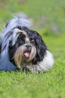 Aveyron: 80190543 Dog - Shih Tzu Pradinas, Aveyron, France