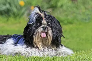 Aveyron: 80190544 Dog - Shih Tzu Pradinas, Aveyron, France