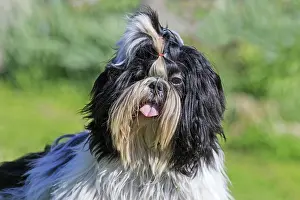 Aveyron: 80190545 Dog - Shih Tzu Pradinas, Aveyron, France