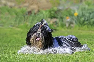 Aveyron: 80190546 Dog - Shih Tzu Pradinas, Aveyron, France