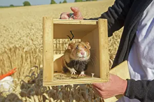 Hamsters: 80190549 European Hamster - reintroduction of hamsters
