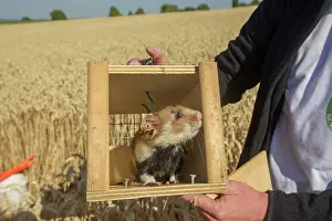 Hamsters: 80190550 European Hamster - reintroduction of hamsters
