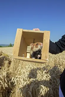 Hamsters: 80190553 European Hamster - reintroduction of hamsters