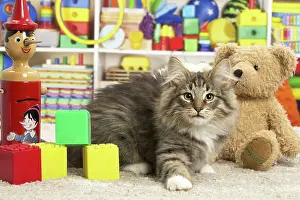 Toys: 80190640 Cat - Norwegian Forest Cat - with toys